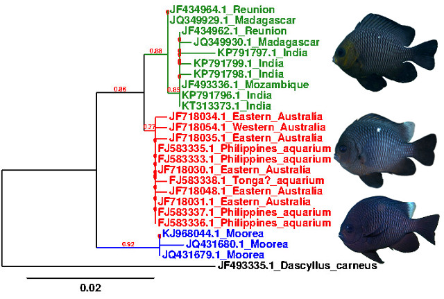ML phylogeny from mitochondrial CO1. Data from GenBank.