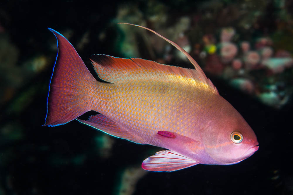 Pseudanthias cheirospilos from Komodo. This species tends to be rather dully colored, and note the shape of the caudal fin relative to the exaggerated form in the true Lyretail Anthias. Credit: zsispeo