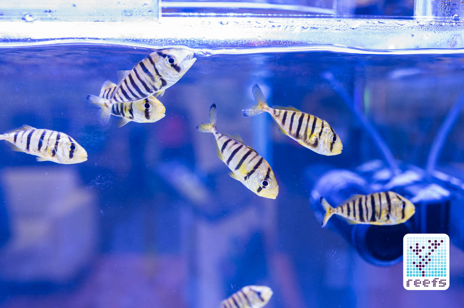 Captive bred Convict Tangs on display at Coralvue booth 