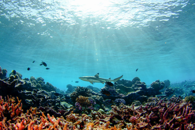 Black tip shark swims above a shallow reef of primarily dead coral skeletons at Palmyra Atoll.   Photo by Brian Zgliczynski, Scripps Institution of Oceanography