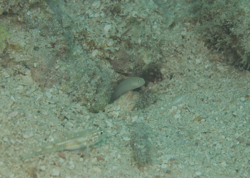 Cerdale floridana, seen here occupying an Opistognathus floridana burrow, with a Bridled Goby (Coryphopterus glaucofraenum) nearby. Credit: Rob McCall
