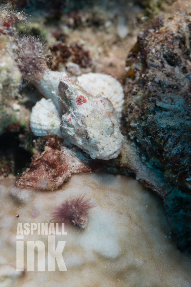 smallscale scorpionfish