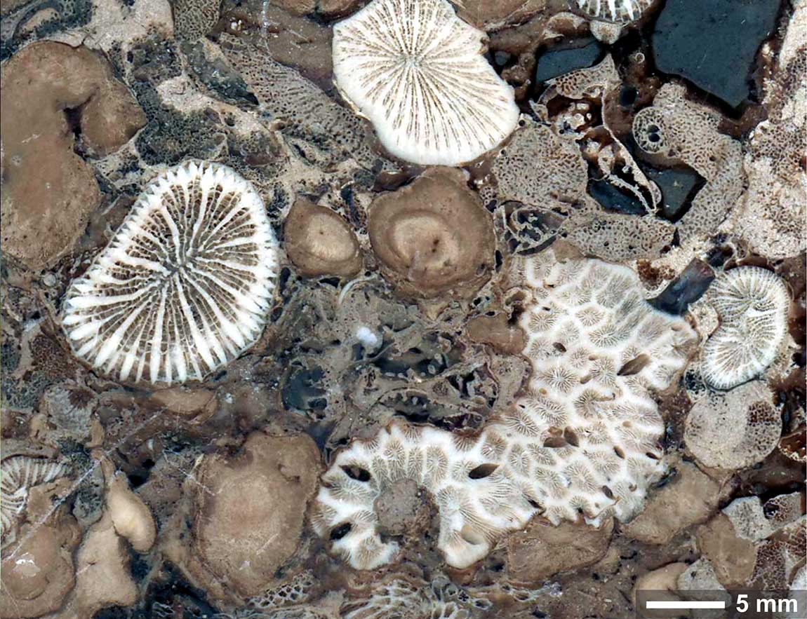 The fossil used in the study is over 210 million years old. It contains well-preserved symbiotic coral fossils, collected in Antalya, Turkey. It originated in the Tethys Sea, a shallow body of water that existed when the Earth's continents were one solid land mass. Credit: Jaroslaw Stolarski, Polish Academy of Sciences 