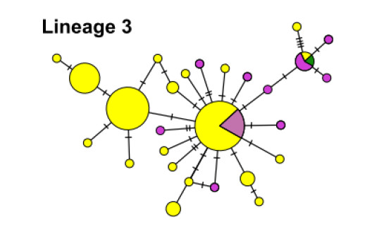 This crop circle-esque tree illustrates the close relationship of C. eibli and C. cocosensis, showing how the two share identical sequences in the Cytochrome B gene analyzed. Central Pacific C. flavissima belong to a distinct lineage and are thus not included in this graph. The circles signify a unique genetic sequence (bigger circles signify more of that one "haplotype"), while the lines connecting them represent a single mutation that differs between the various circles. Modified from DiBattista et al 2016
