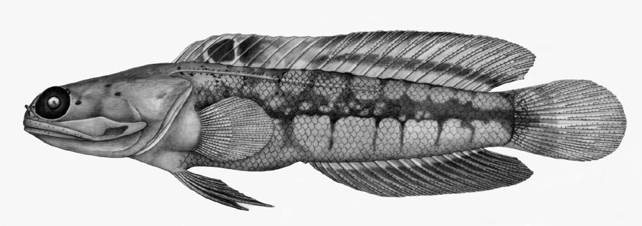 Opistognathus ensifera. Credit: Smith-Vaniz 2016