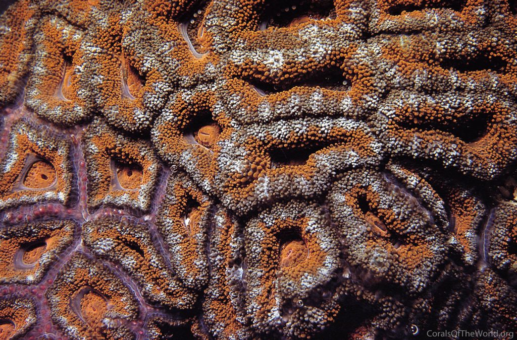 This is now Micromussa lordhowensis, not Acanthastrea. Credit: Charles Veron / Corals of the World