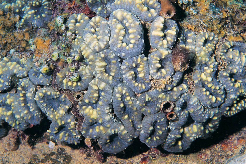 This is Acanthastrea pachysetpa, NOT Lobophyllia. Credit: Charles Veron / Corals of the World