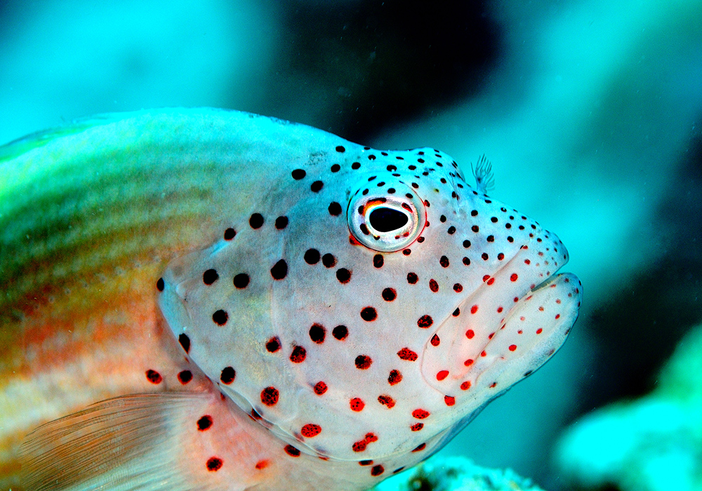 freckled hawkfish