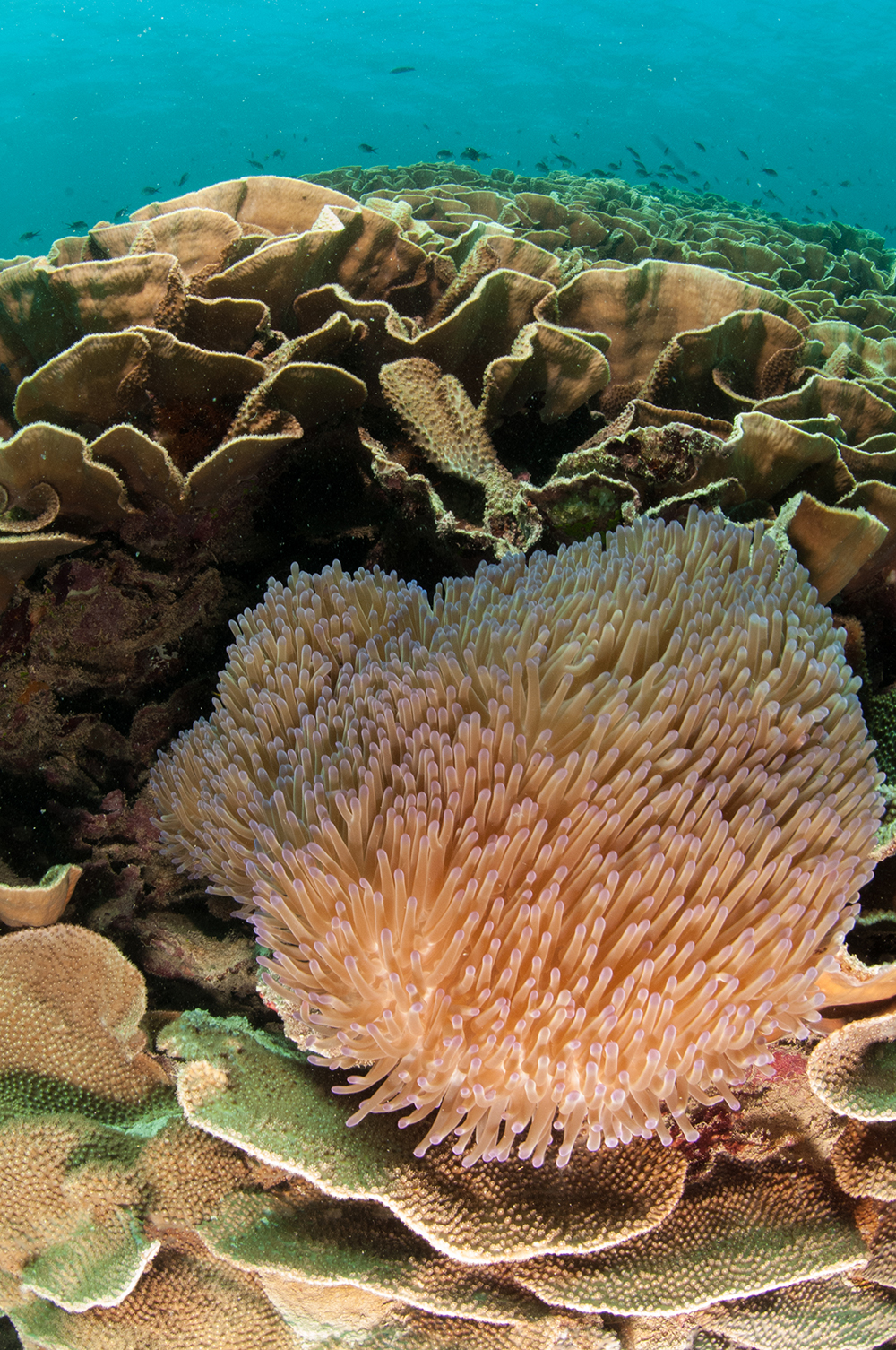cabbage coral fiji
