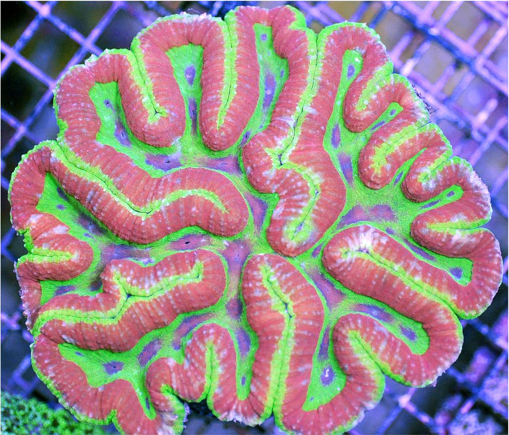 This is a Lobophyllia, NOT Symphyllia. Credit: SD Reef