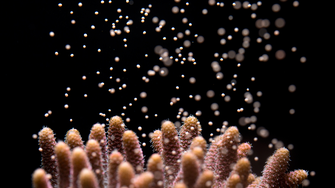 coral spawning horniman