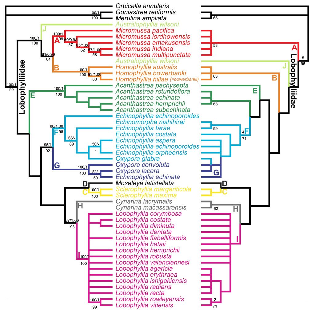 Phylogenetic relationships of the Lobophylliidae based on genetics (left) and morphology (right). Credit: Huang et al 2016