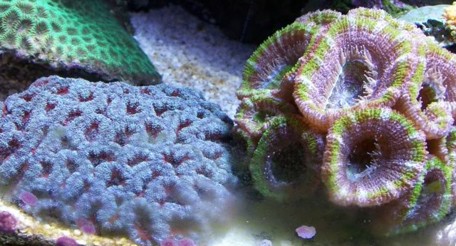 Aquarium colonies of the Lord's Coral (Micromussa lordhowensis) and the Mini Lord's Coral (Micromussa amakusensis), illustrating the clear size difference of the two. Credit: tc269