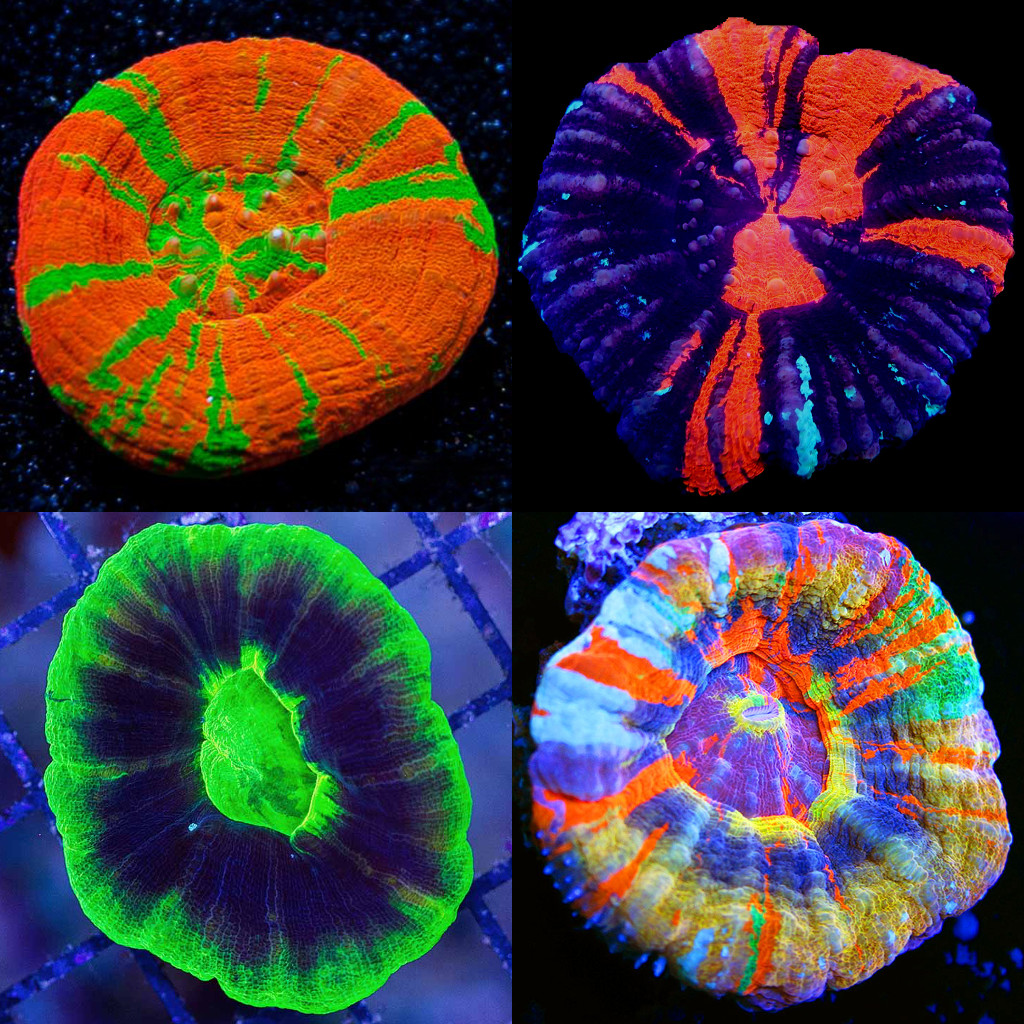 Popular color morphs of Homophyllia australis, clockwise from top left: Bleeding Apple, Warpaint, Master, UFO. Credit: Unique Corals, unknown, Sexy Corals, Aqua SD