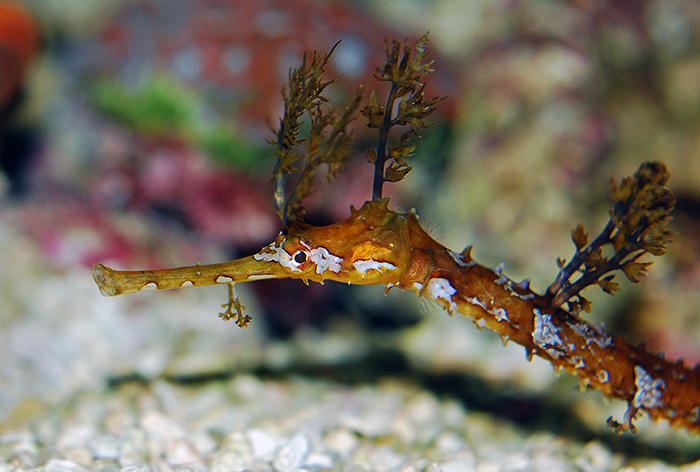 Haliichthys taeniophorus tropical sea dragon. Photo by Felicia McCaulley.