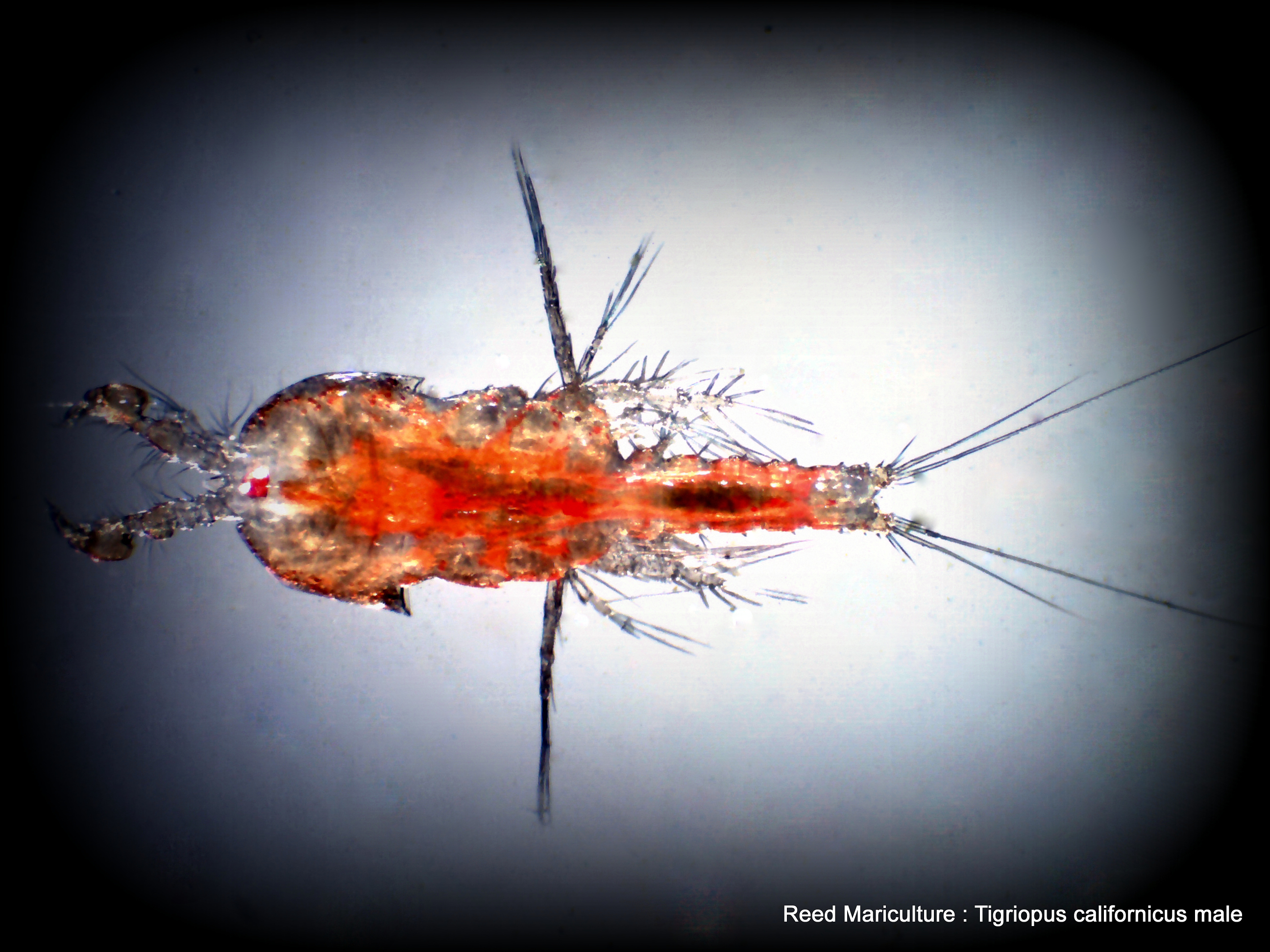 Copepods, a Home Guide; Part 1: Harpacticoids