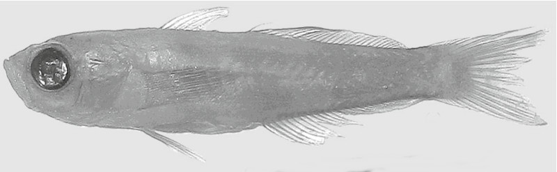 Navigobius khanhoa holotype, 18.5mm, Nha Trang Bay, Vietnam. Credit:  Prokofiev 2016