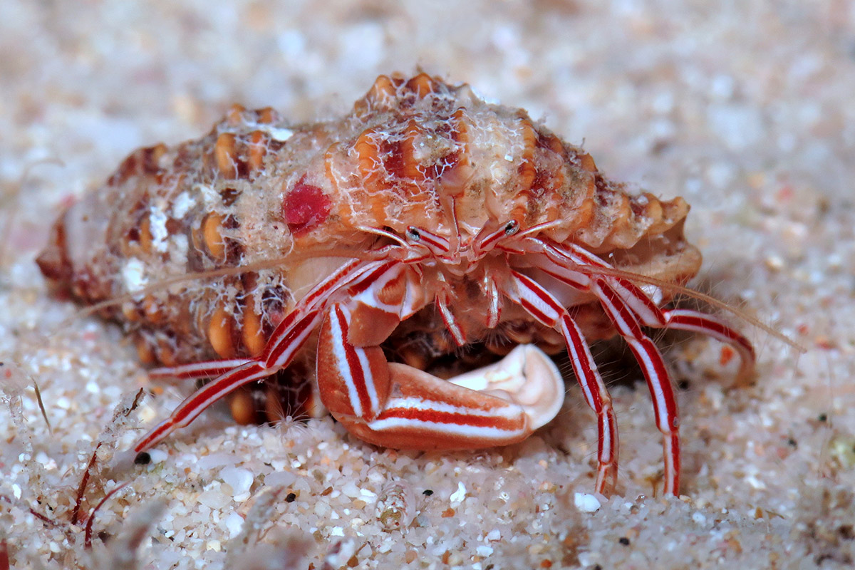 Inverts We Wish We Could Have: The Candy Stripe Hermit Crab, Pylopaguropsis mollymullerae