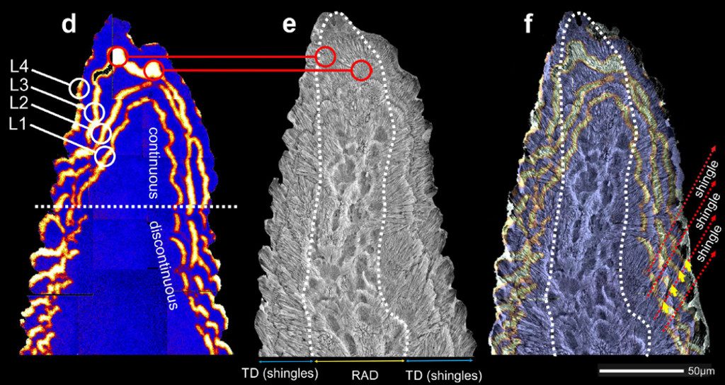 Cross-section through the tip of an Acropora branch. Note how the individual shingles represent thickening deposits while the center of the skeleton consists of an entirely different type of biomineralization. Credit: Stolarski et al 2016