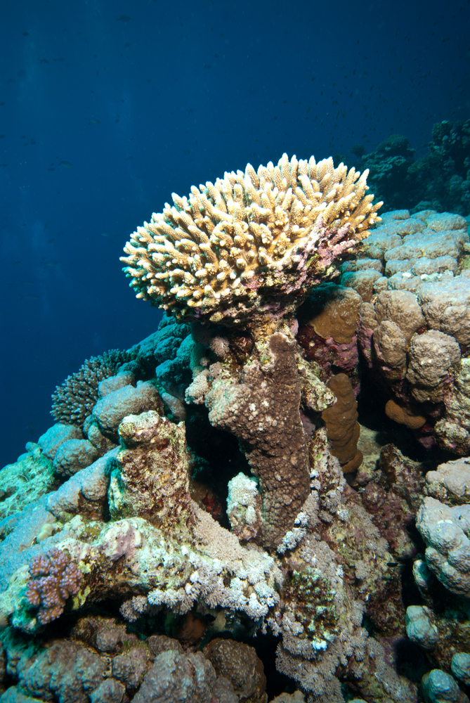 coral, reef