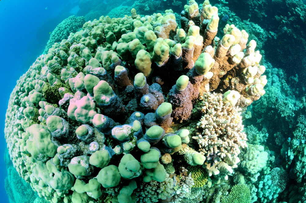 coral, reef