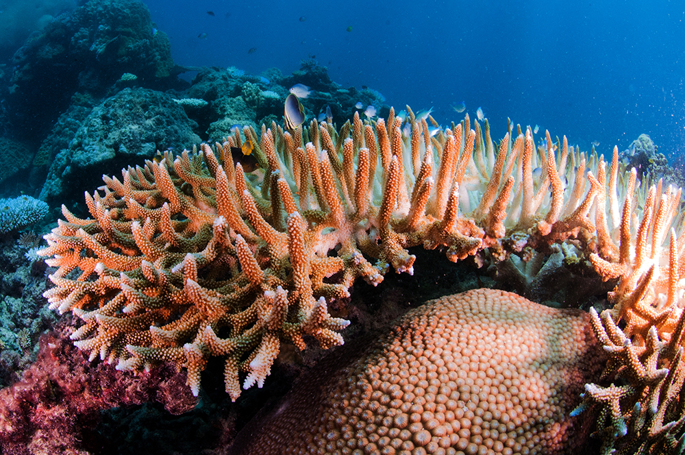 coral marine protected area