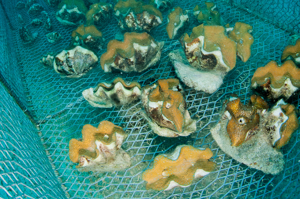 tridacnids clams