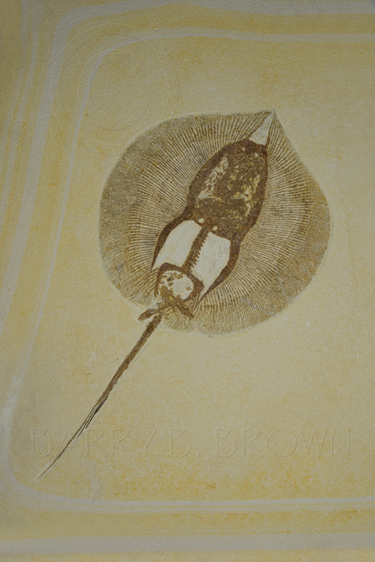 sting ray fossil