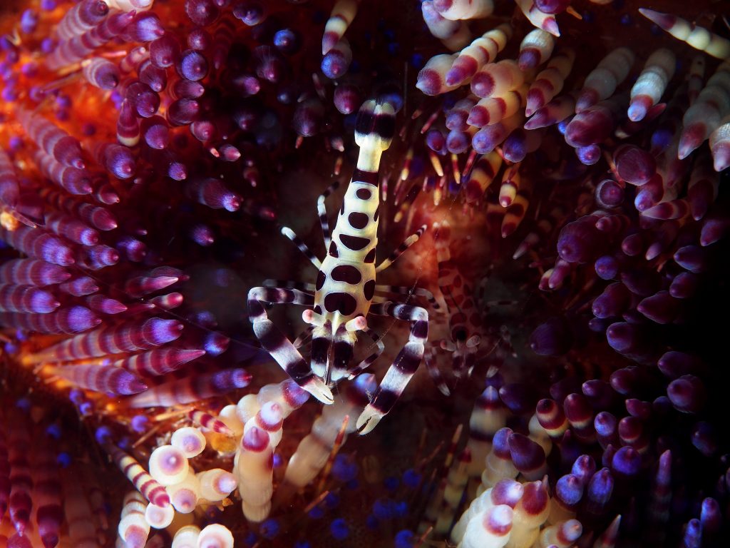 Coleman's Urchin Shrimp