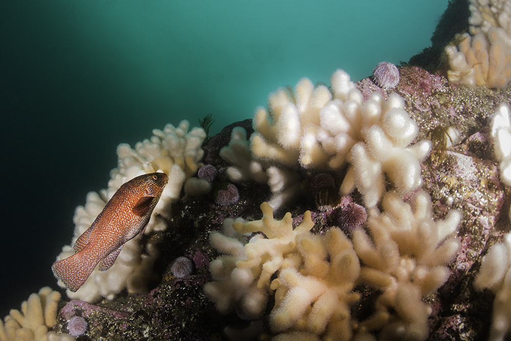 Monday Archives: Four Reefs With Amazing Azooxanthellate Species