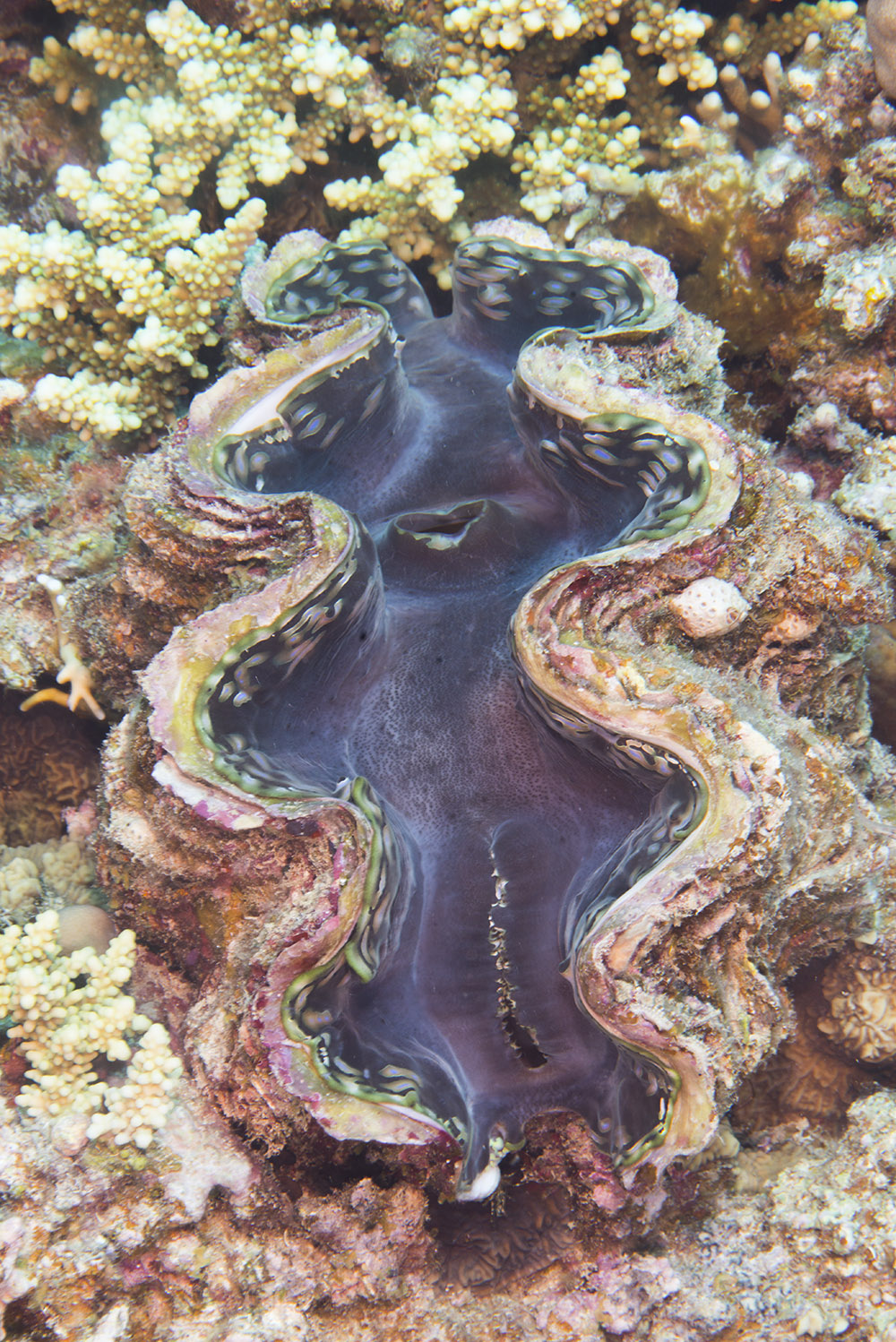 clam,  tridacnid