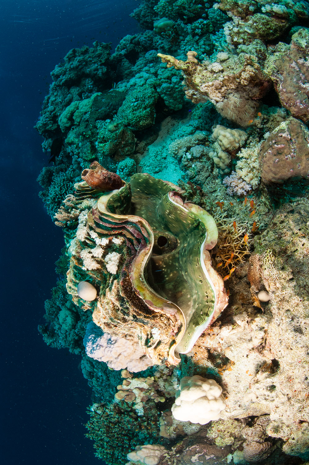 clam,  tridacnid