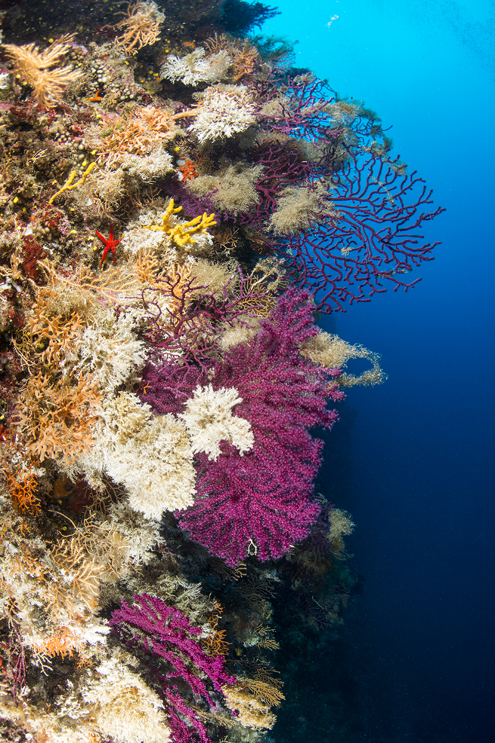 reef scene, coral