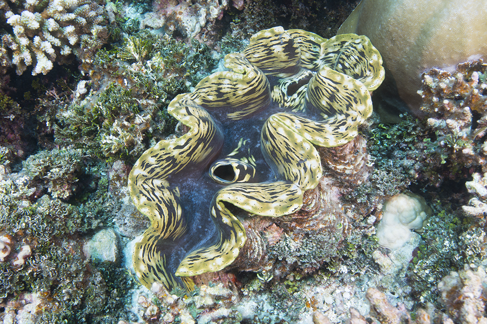 tridacnid, clam