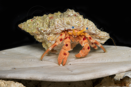 red spotted hermit crab