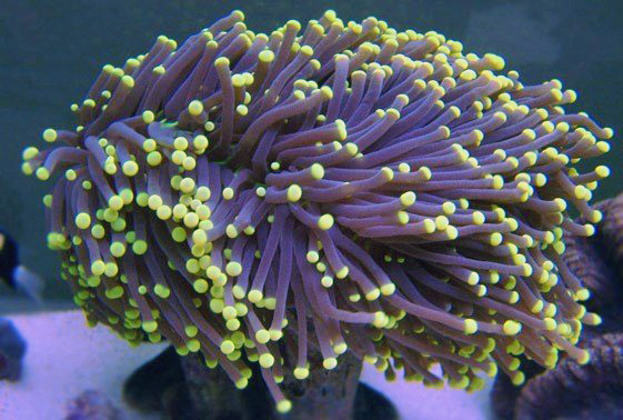 black torch coral