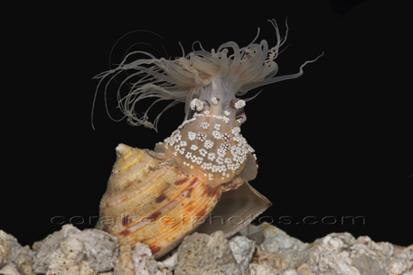 anemone snail shell