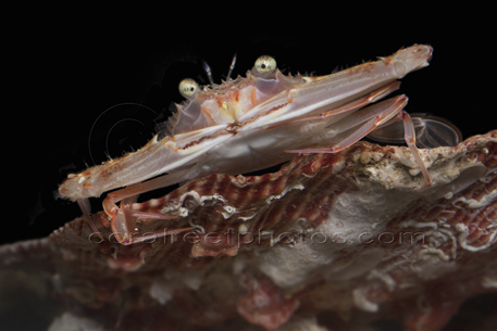 deep sea crab