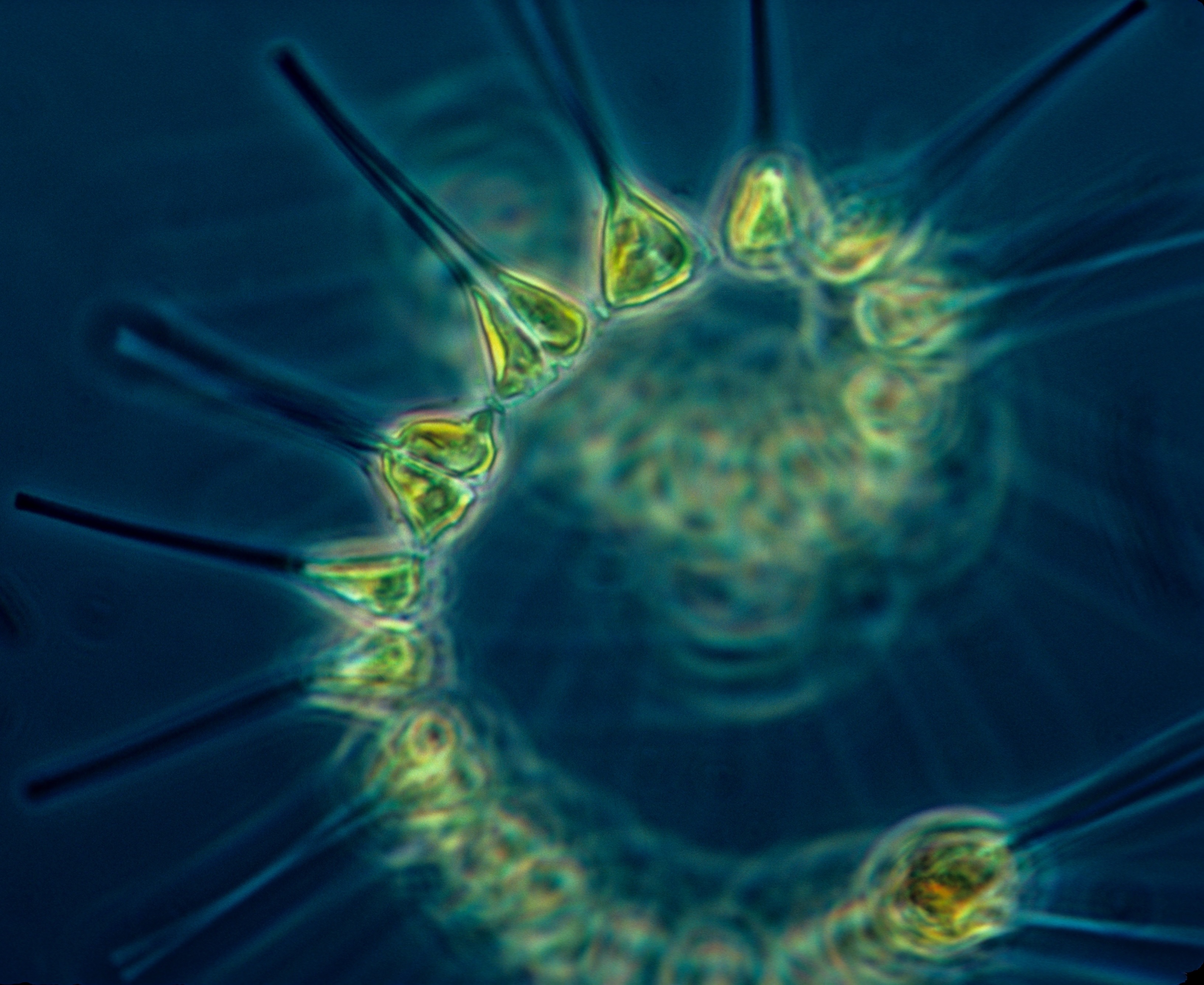 Monday Archives: Reef Tips: Let’s talk about Phytoplankton!