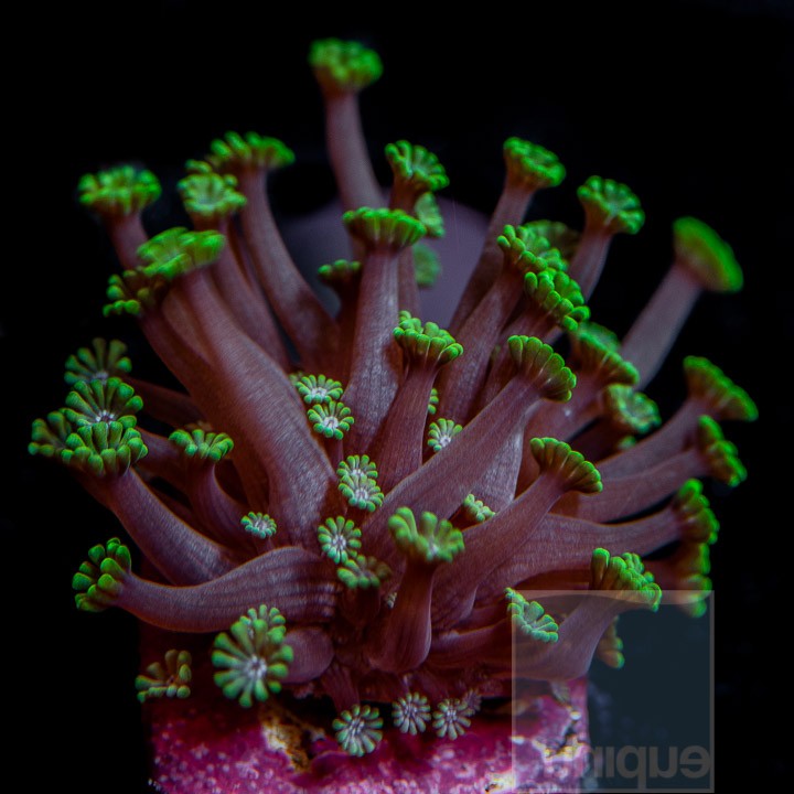 UC "Long Polyp Green" Alveopora - Reefs.com