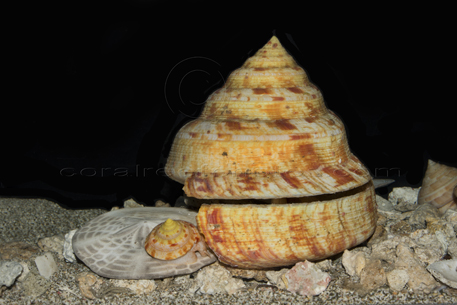 slit shell