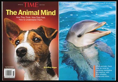 time magazine dolphin