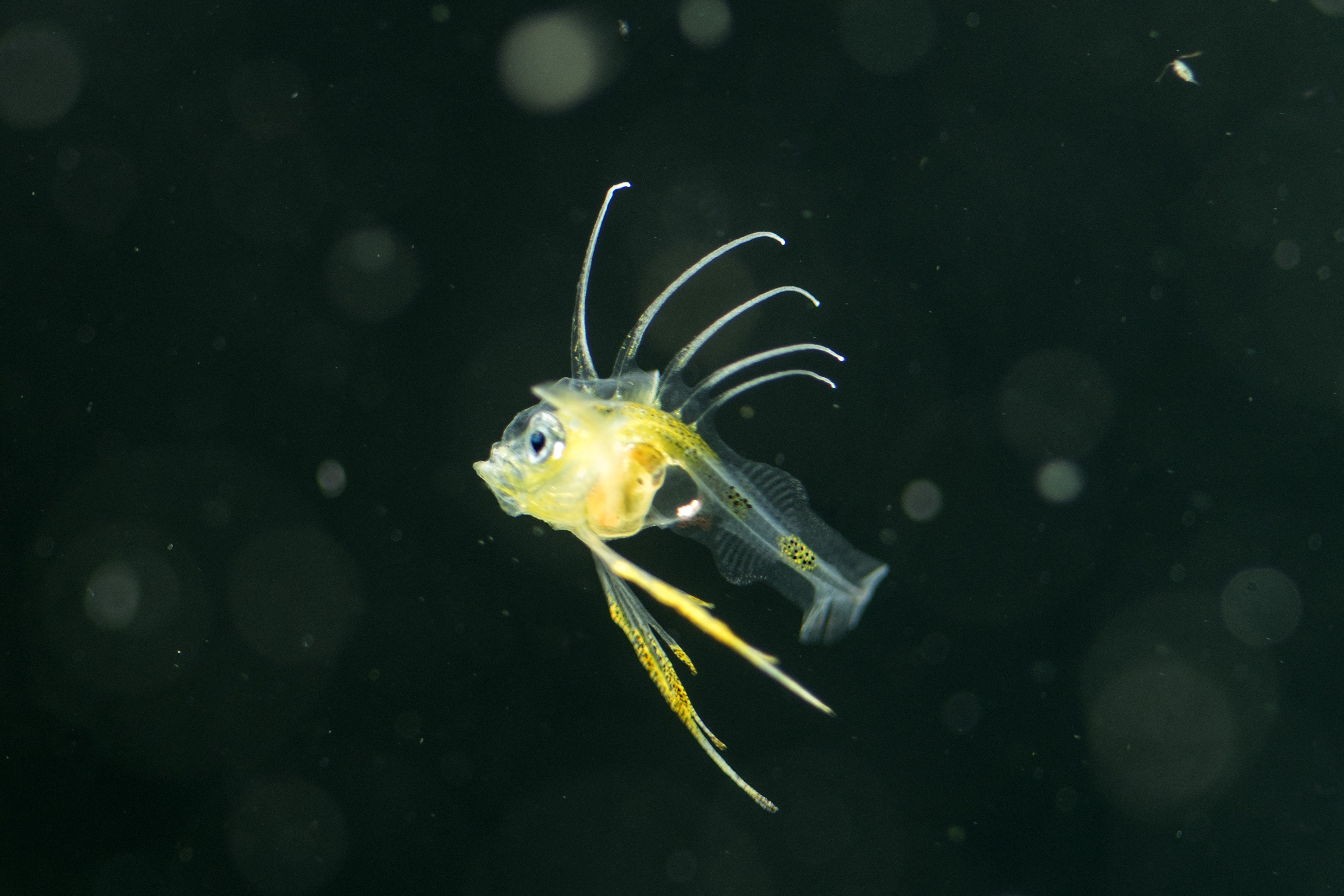 This might be the world’s coolest fish larva