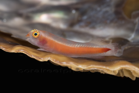 Derilissus sp., Clingfish