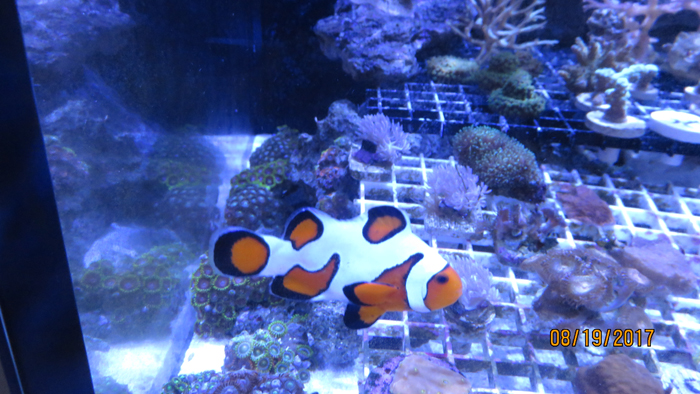 Monday Archives: Can the silly clown fish help save the ocean?