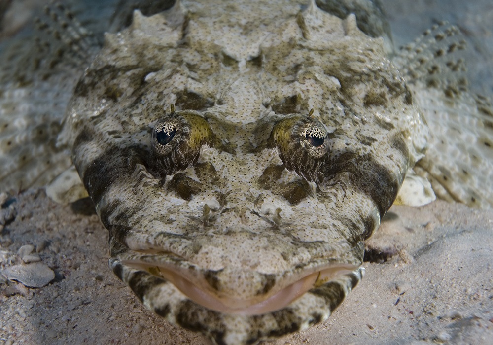 crocodile fish