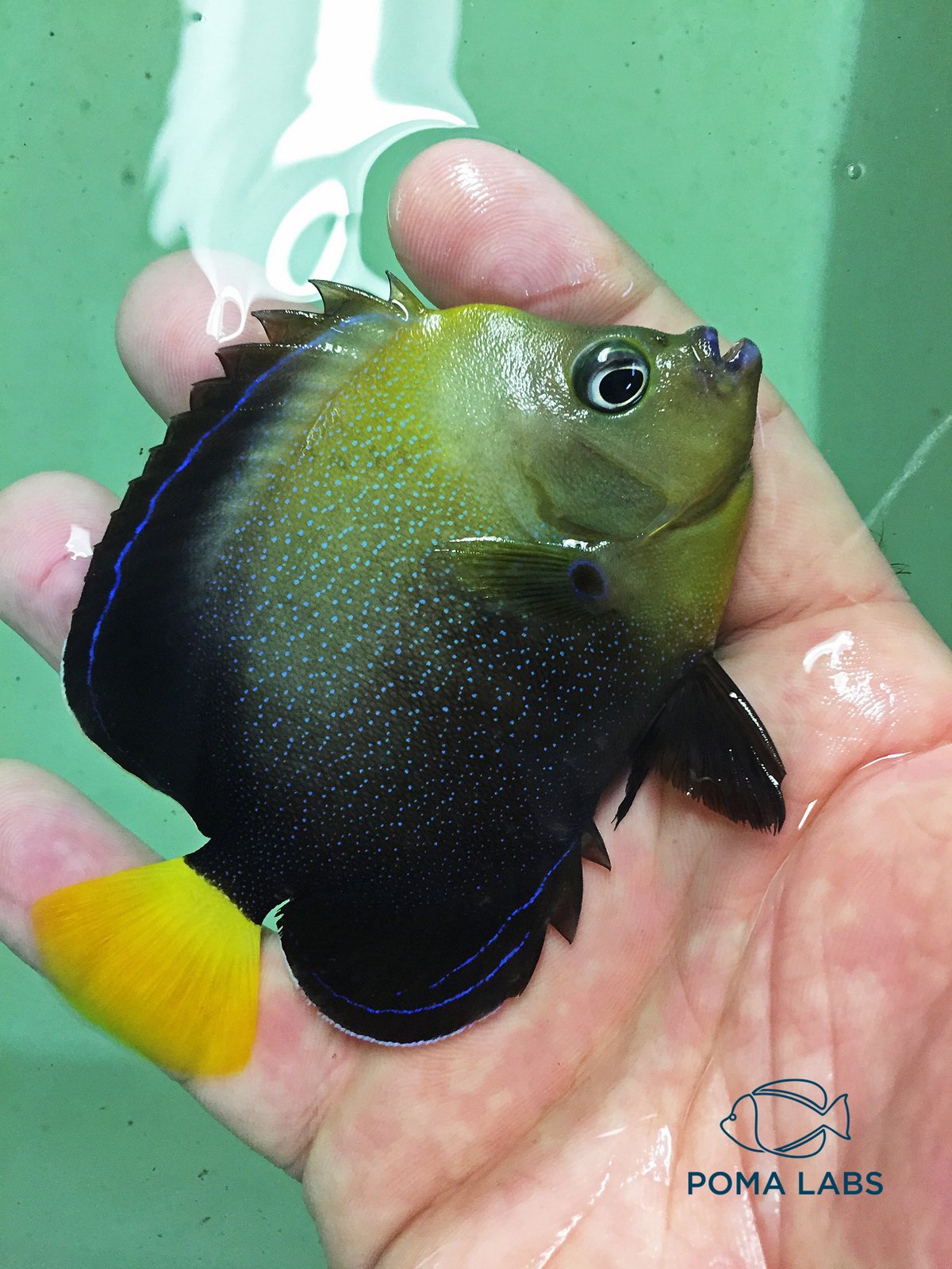 poma labs angelfish