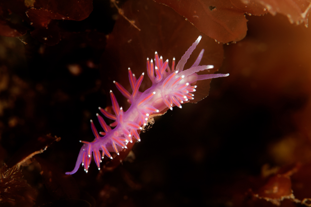 violet sea slug