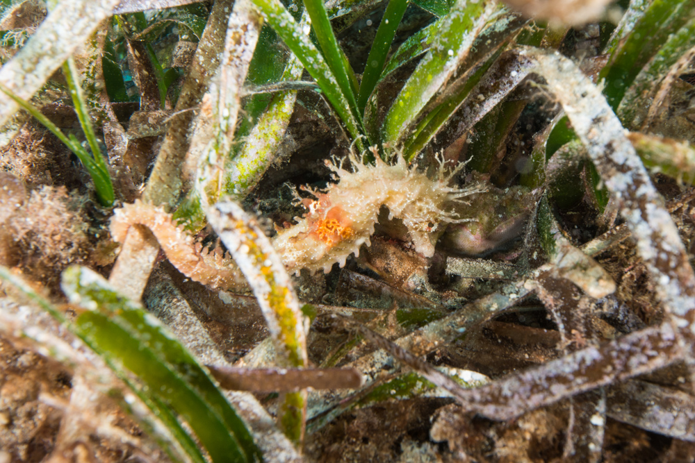 seahorse, seagrass