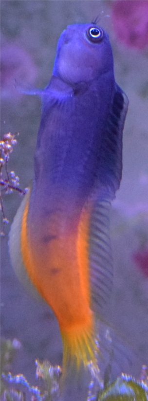Ecsenius bicolor